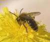 Andrena nigroaenea